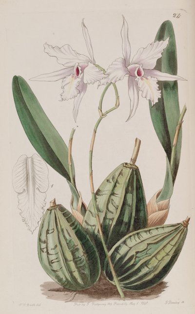 Laelia rubescens (als Syn. Laelia acuminata) von W. J. Booth